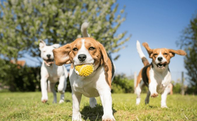 dogs